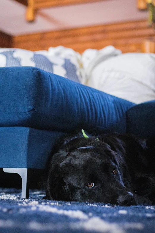 dog lying on floor under a blue chair