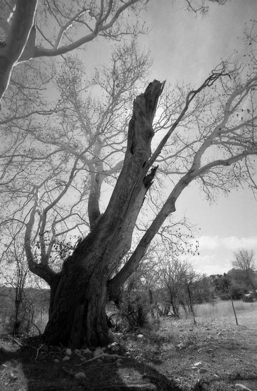 an old tree sits in the middle of nowhere