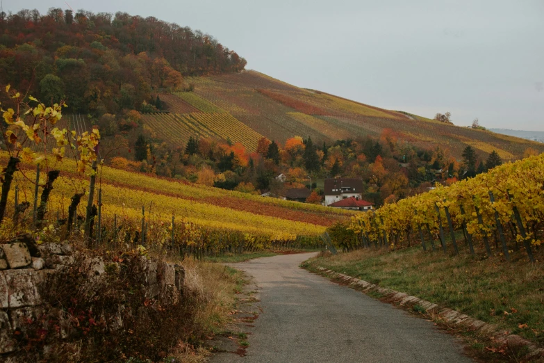 an empty road in front of a lush green hillside