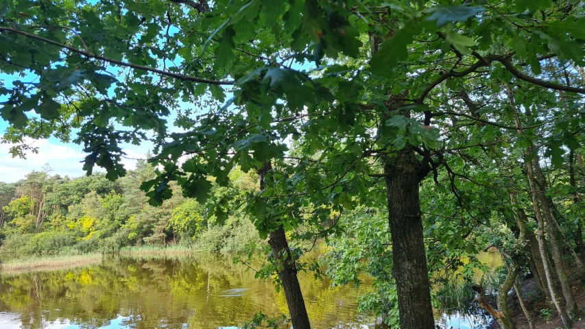 a view of a lake through the nches of some trees