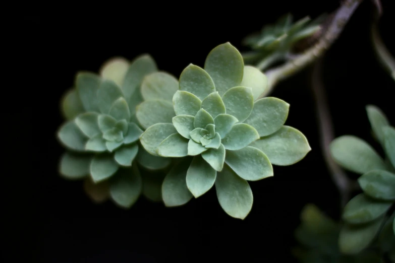 a group of leaves that are on a plant