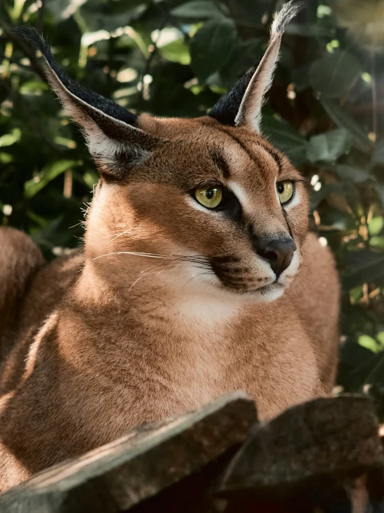 a close - up of a cat standing in the sunlight