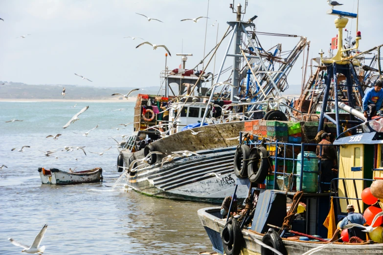 people in small boats near shore with birds flying