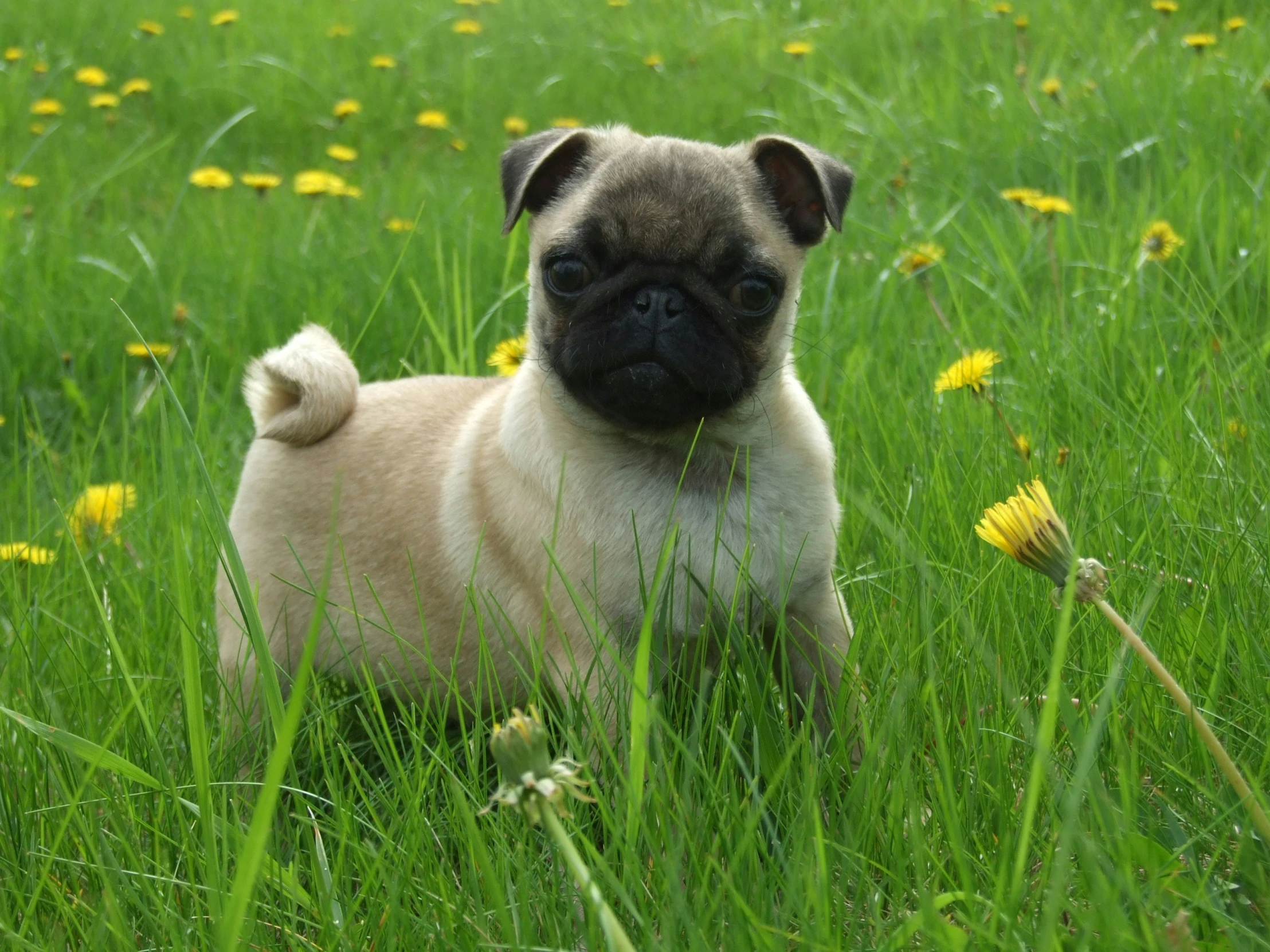 a small pug is lying in a green field of flowers