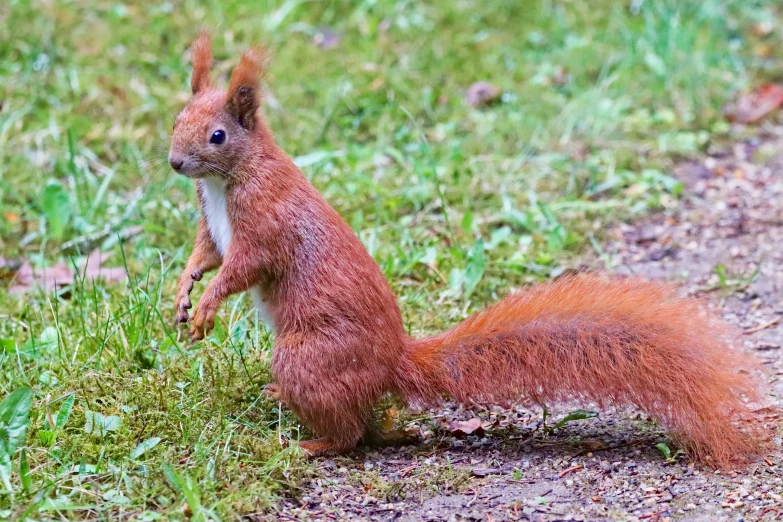 an image of a squirrel moving across the grass