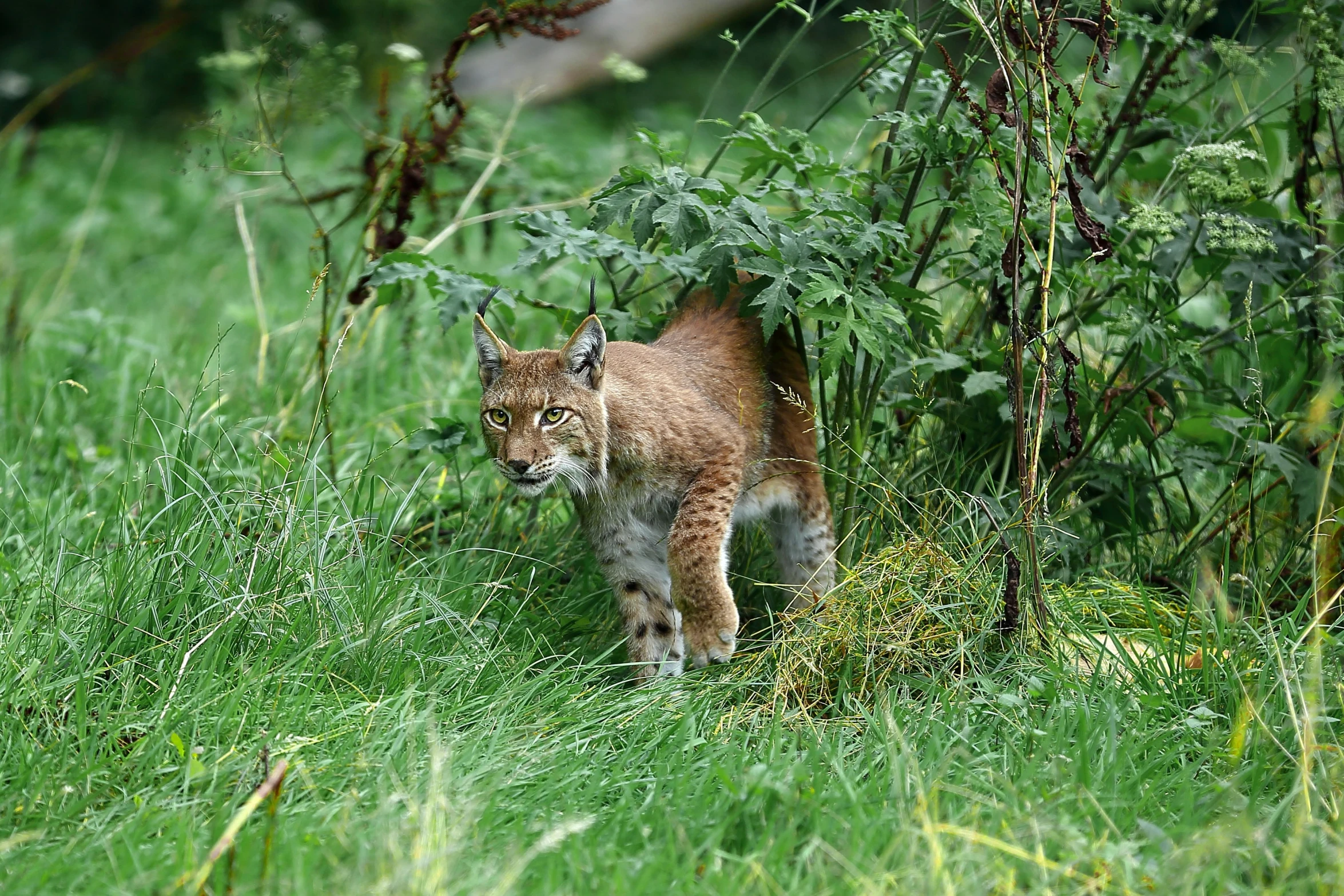 a small baby lynx walking through tall grass