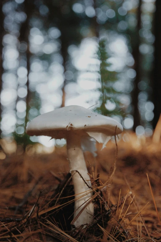 a mushroom is sitting in the dirt