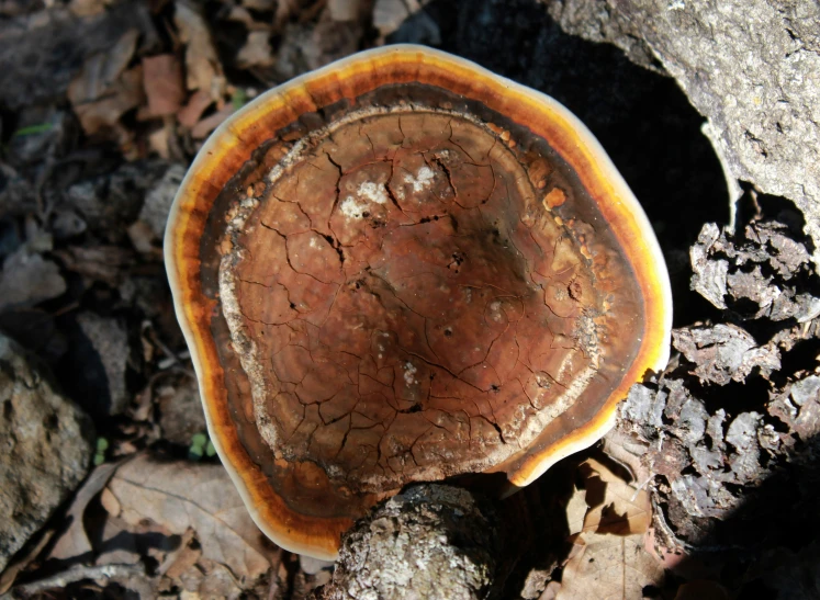 a group of brown mushrooms sitting on top of leaf covered ground