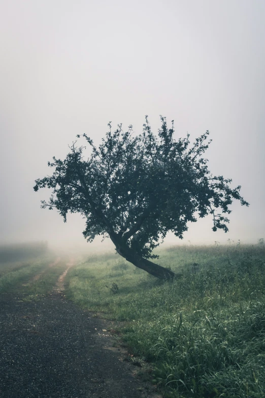 a lone tree in the middle of a foggy field