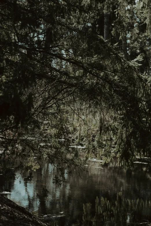 the bench is by the water and trees