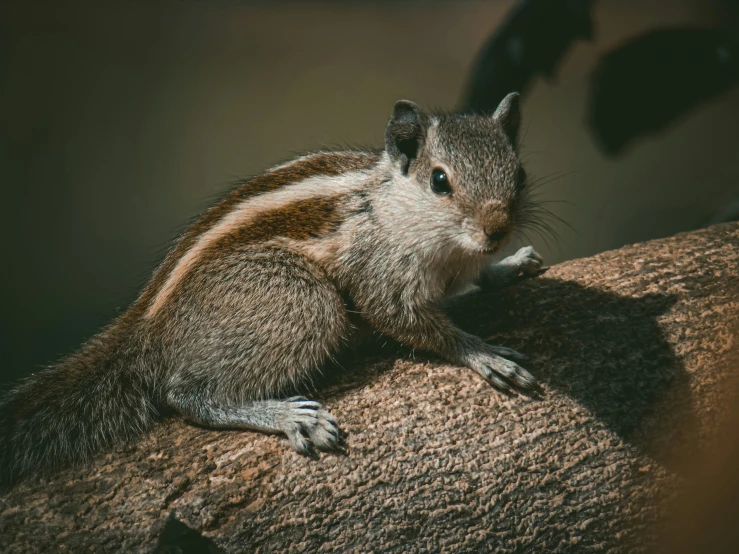 a chipmunn perched on a large rock