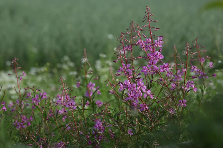 flowers blooming in a field of green grass