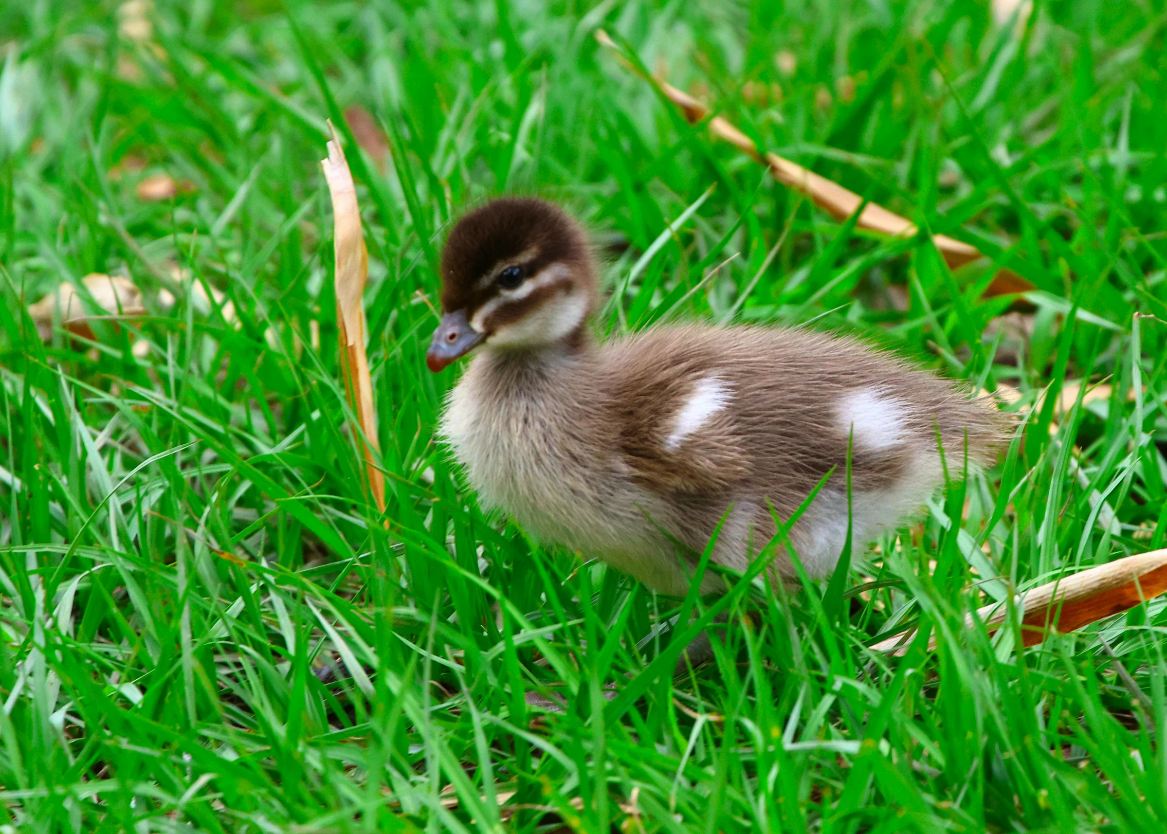 a duckling sitting on top of green grass