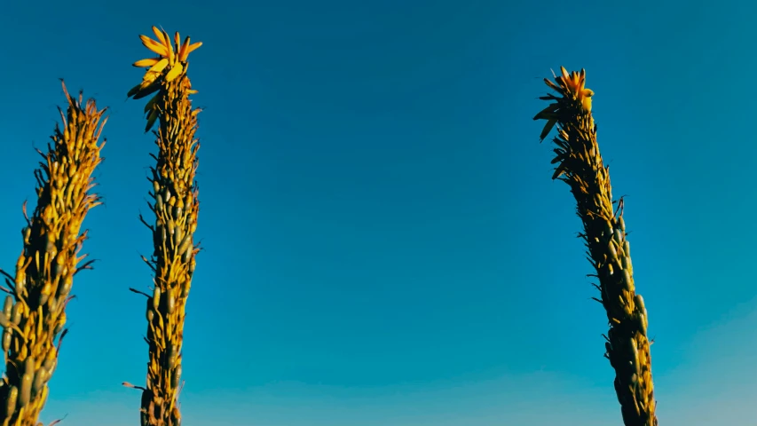 the flowers and leaves are yellow against the blue sky