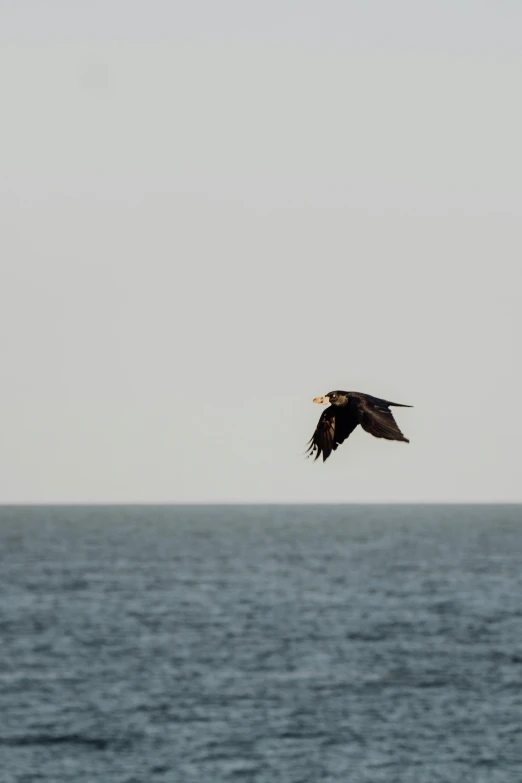 a bird is flying over the ocean on a sunny day