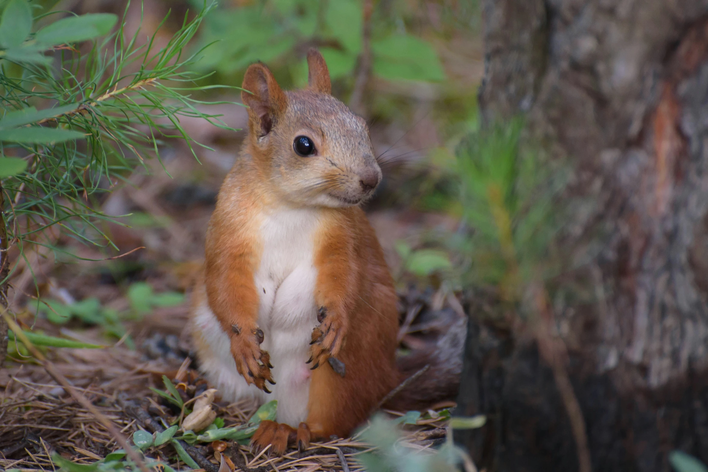 an image of a squirrel that is sitting under a tree