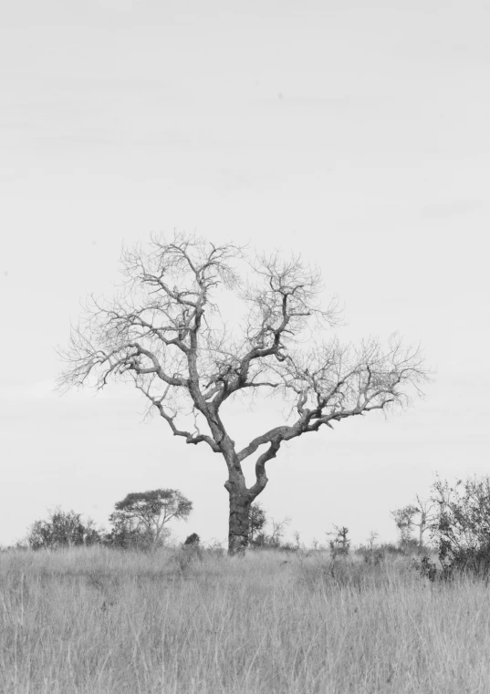 the giraffe is standing under a tree in the grass