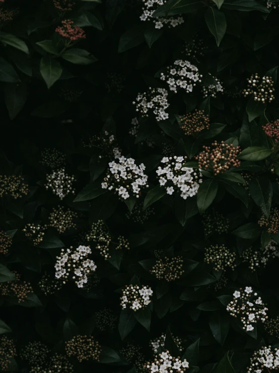 a bunch of flowers in front of a wall