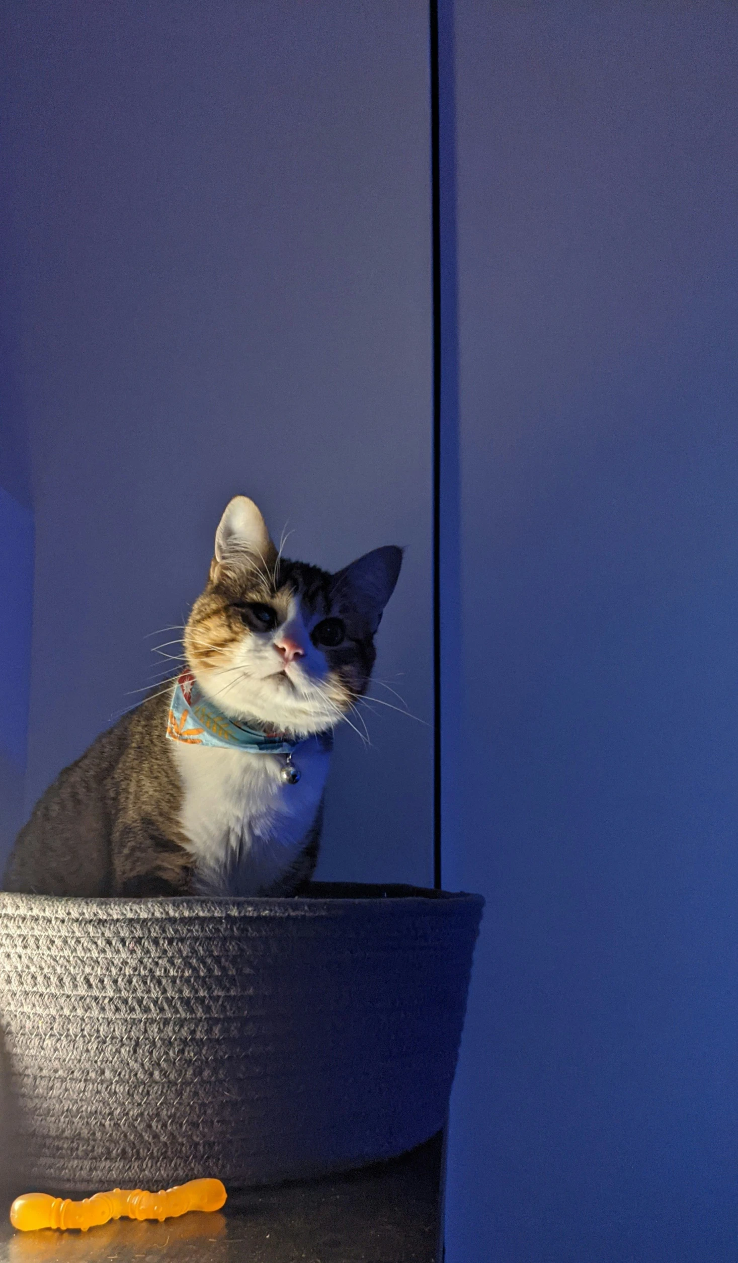 a cat sits in a bucket and stares