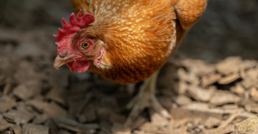 a chicken walking around on the ground