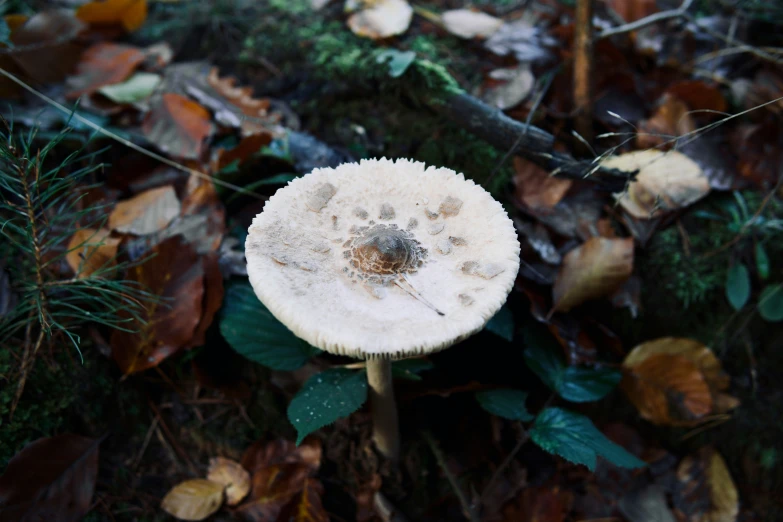 a close up of a small white mushroom