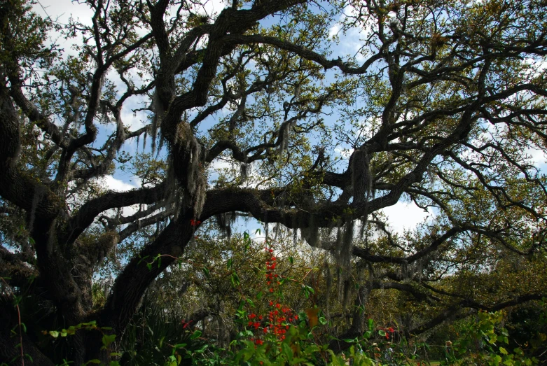 a couple of trees that are near each other