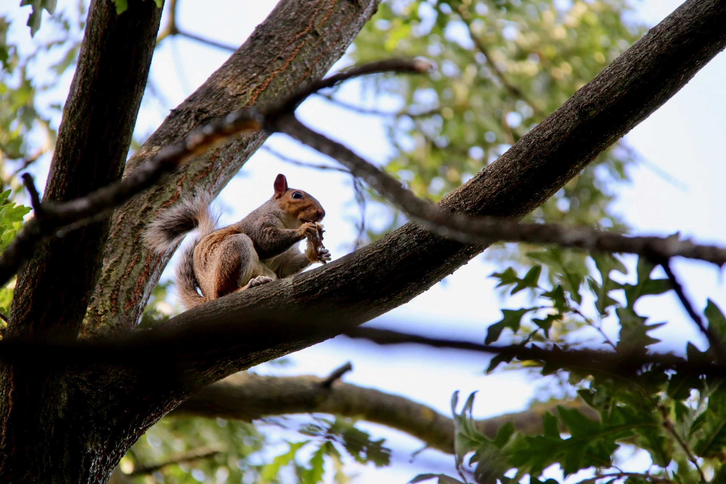 a squirrel on top of a tree nch