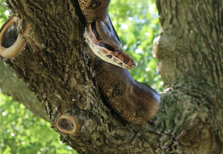 there is a snake that is in the tree