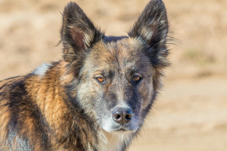 a brown dog with brown eyes standing next to a desert