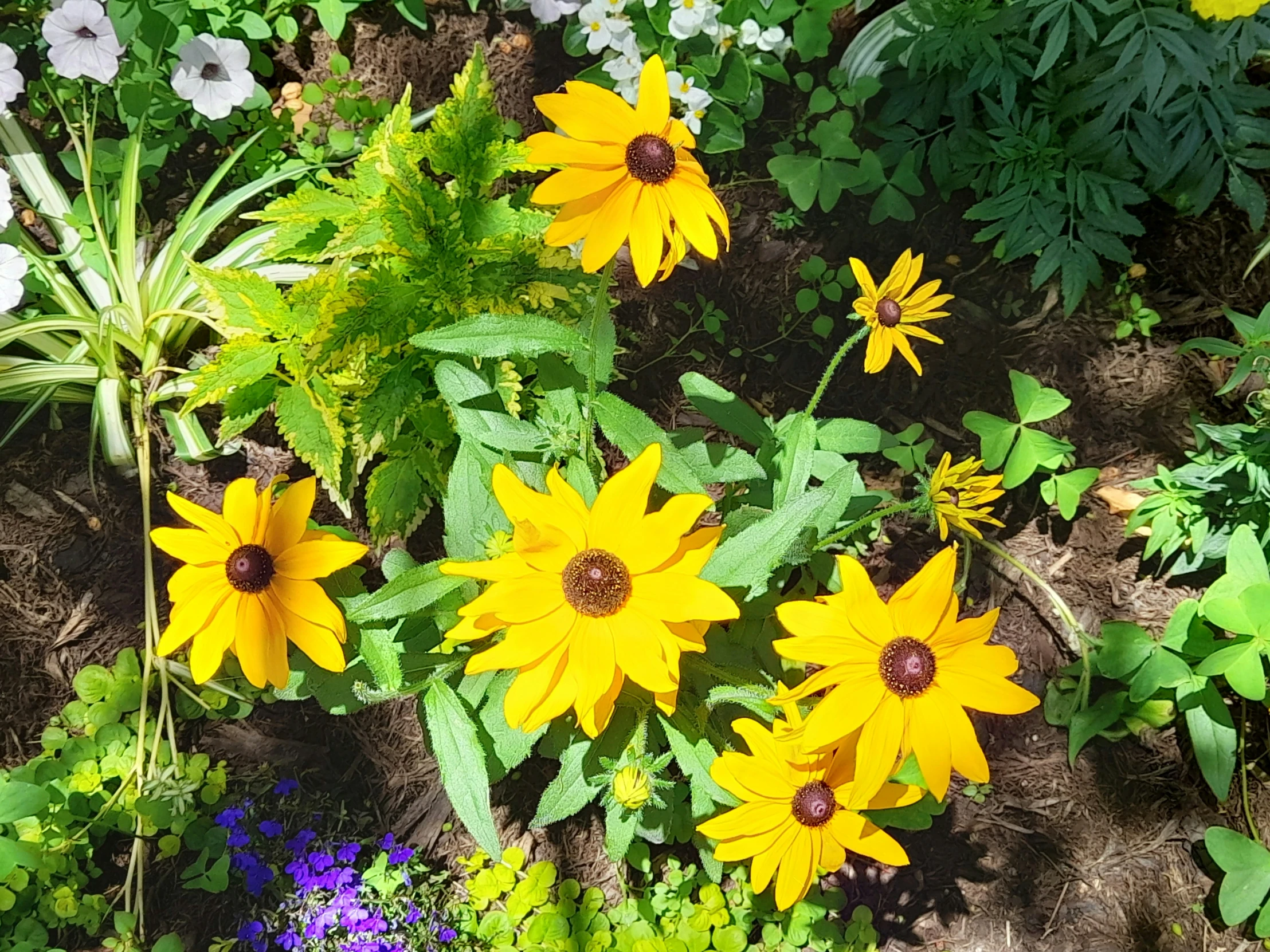 a bunch of yellow flowers in the grass