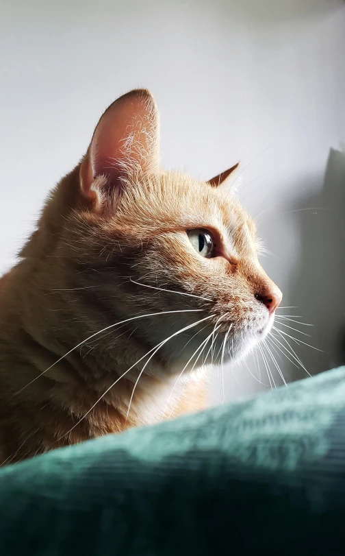 the cat is staring forward while lying on the bed