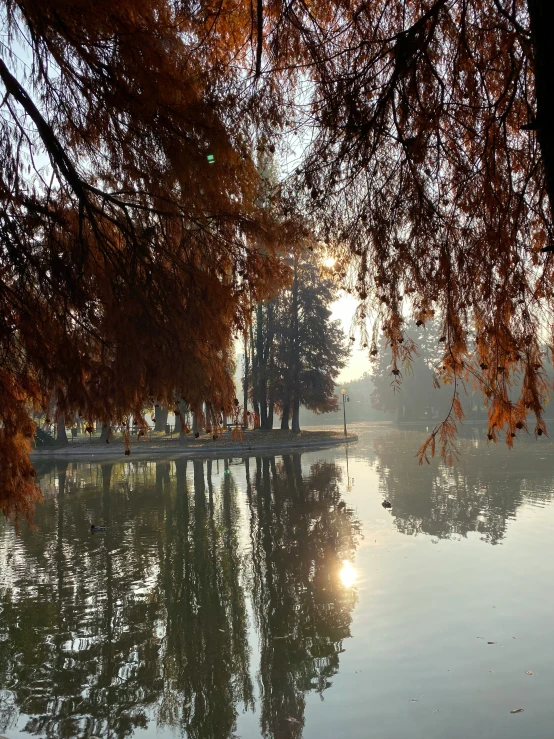 trees with leaves are reflecting in a calm pond