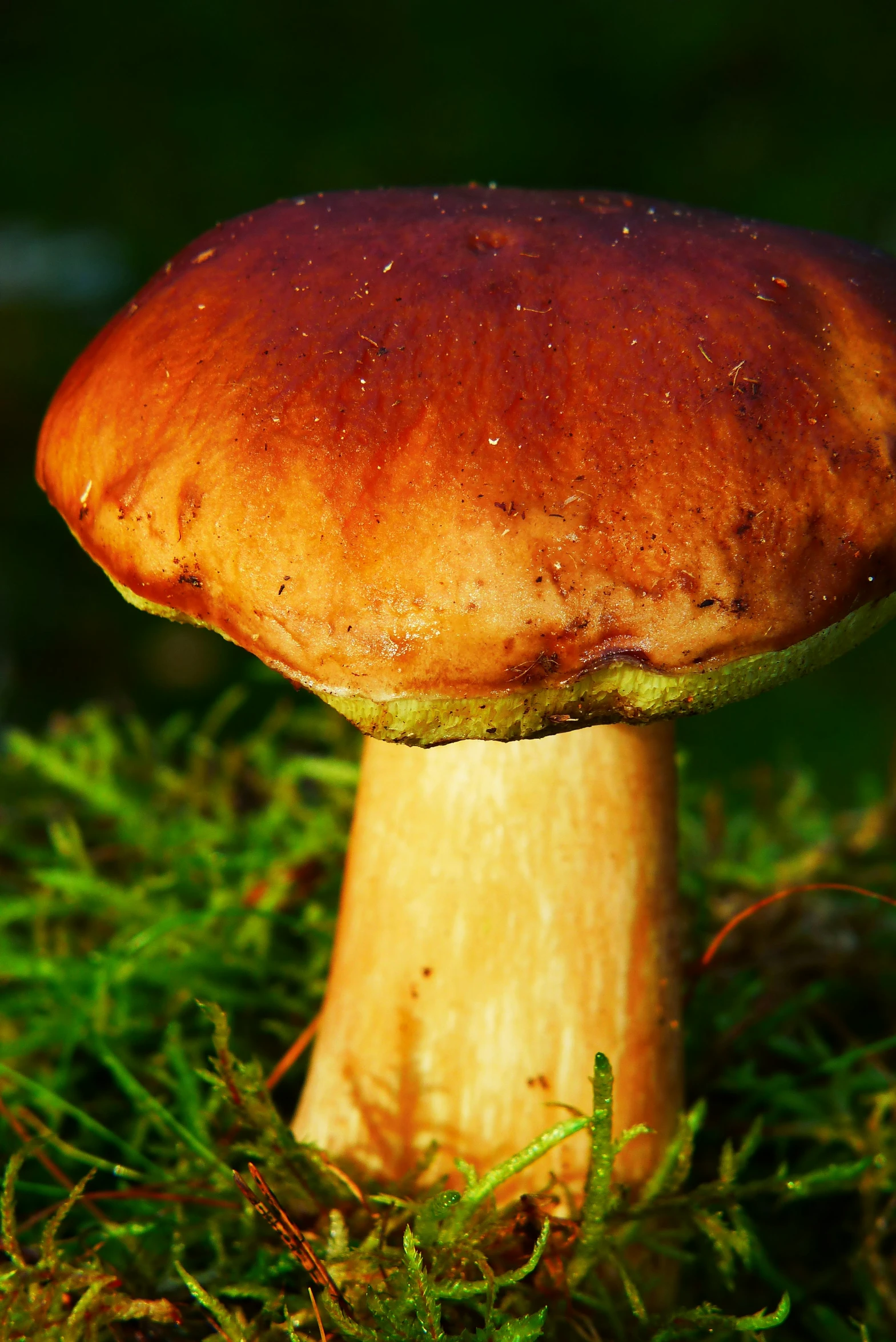 there is a close up of a mushroom that is on the grass