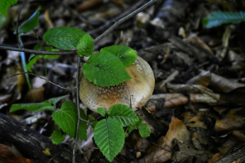 a mushroom with green leaves around it sits on the ground