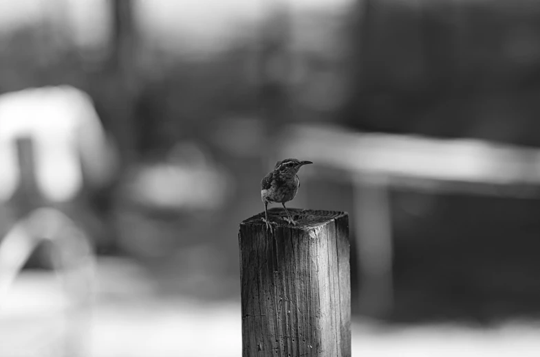 a bird on top of a wooden post by a fence