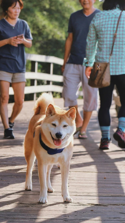 two dogs walking down a boardwalk with two people behind them