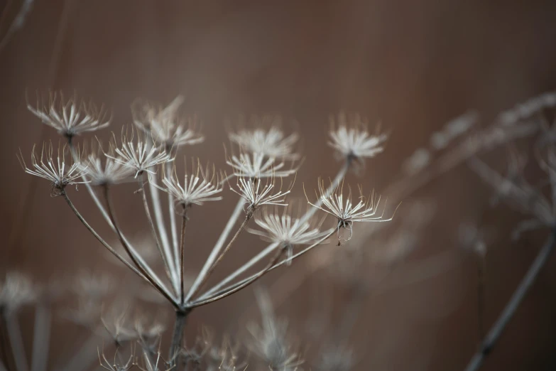 this is a seed plant with several petals