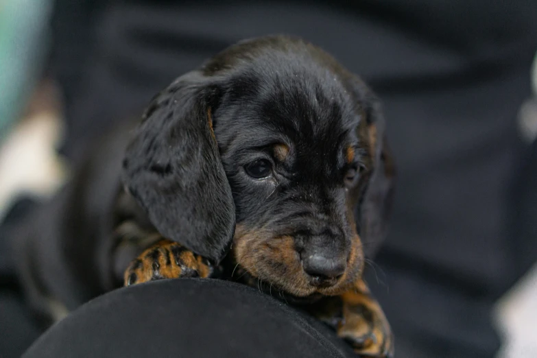 a little black dog sitting on the lap of someone