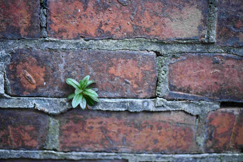 small plant grows out of a brick wall