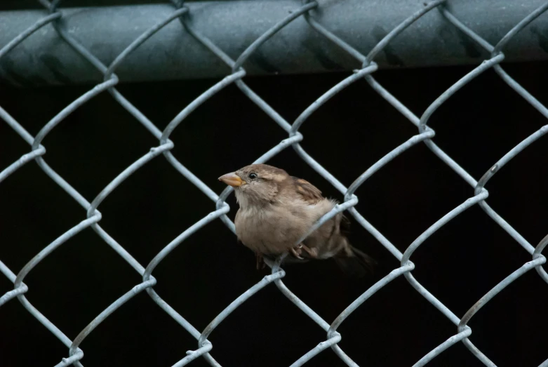 a small bird perched on top of a chain link fence