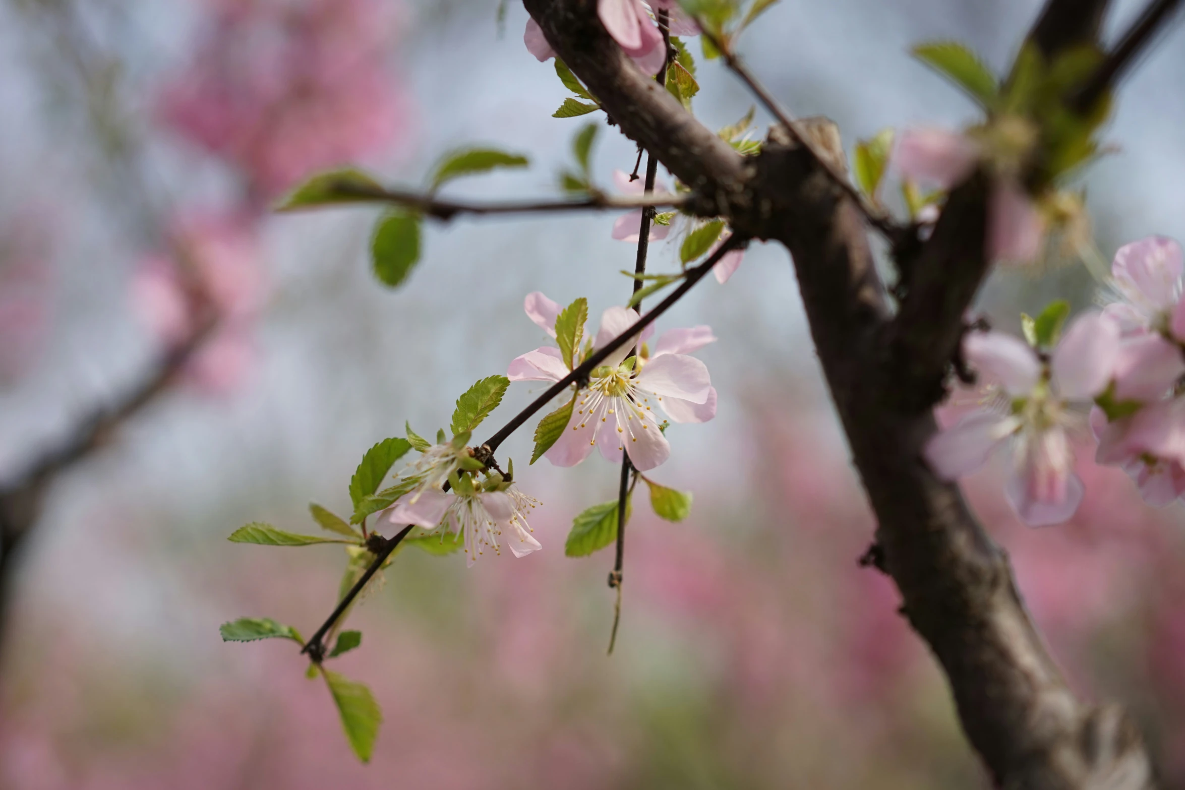 some flowers and nches of a tree on a sunny day