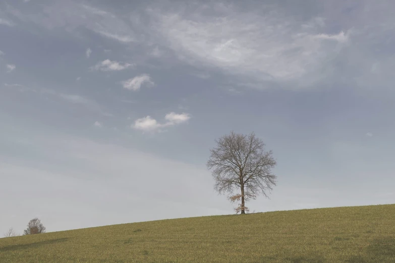 there is a tree that is in the middle of a grassy hill