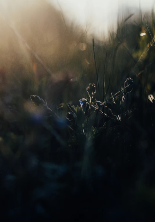 blurry image of a tree line with sun