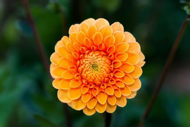 a yellow flower that is blooming very close to the ground