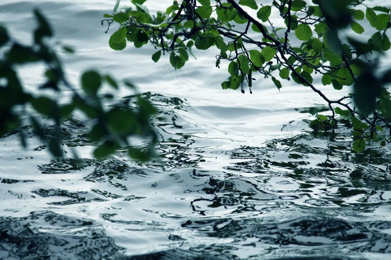 water and trees that are reflected in the water