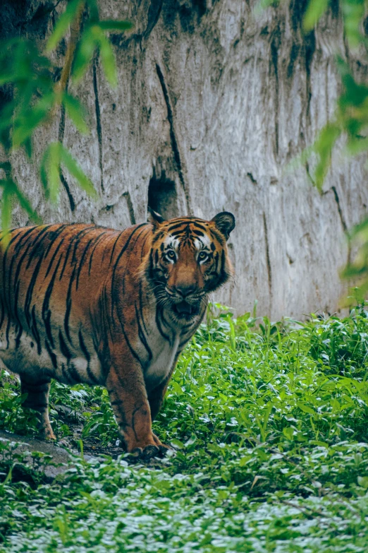 a tiger walking across a lush green field