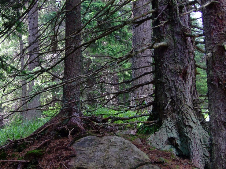 trees and rocks are in the forest with a white deer