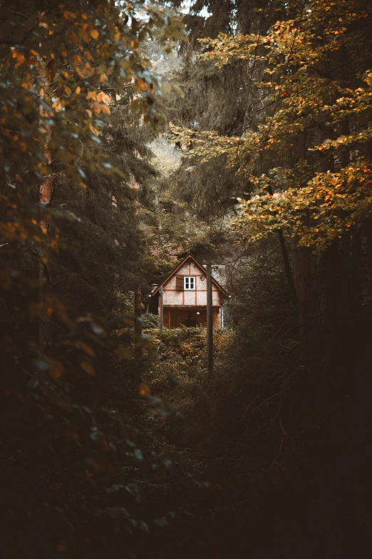 an empty, wooden cabin amongst the forest during autumn