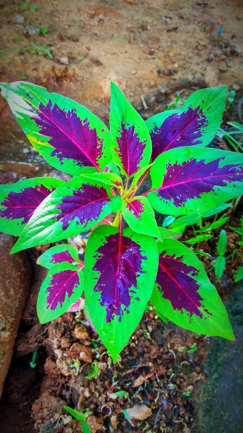 close up image of a green and purple colored leaf