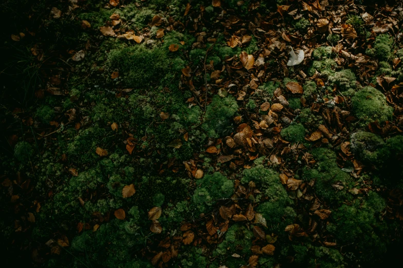 green moss and leaves in the woods